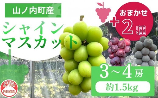 
                  【2026年9月～発送】ぶどう シャインマスカット + おまかせ2種 約1.2kg（3～4房）山ノ内町産 ブドウ 葡萄 マスカット
                
