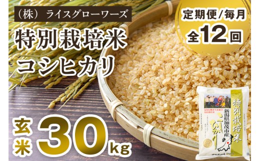 【令和8年産新米先行予約】【定期便12ヶ月毎月お届け】新潟県加茂市産 特別栽培米コシヒカリ 玄米30kg（5kg×6）《10月上旬～順次出荷》 従来品種コシヒカリ （株）ライスグローワーズ