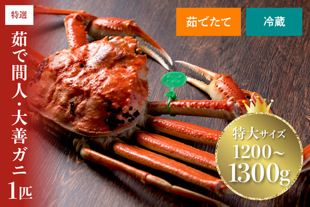 【蟹の匠 魚政】京丹後市産 未冷凍 茹で間人ガニ大善ガニ 特撰 特大サイズ（1200～1300g） 1匹(2026年1月～発送)