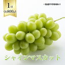 【ふるさと納税】【2025年先行予約】 ぶどう 岡山県産 シャインマスカット 1房箱（約800g） 《2025年10月中旬-11月下旬頃出荷》 葡萄 ブドウフルーツ 果物 スイーツ 数量限定 期間限定 岡山 里庄町 ブドウ ぶどう 葡萄　お届け：2025年10月中旬～2025年11月30日