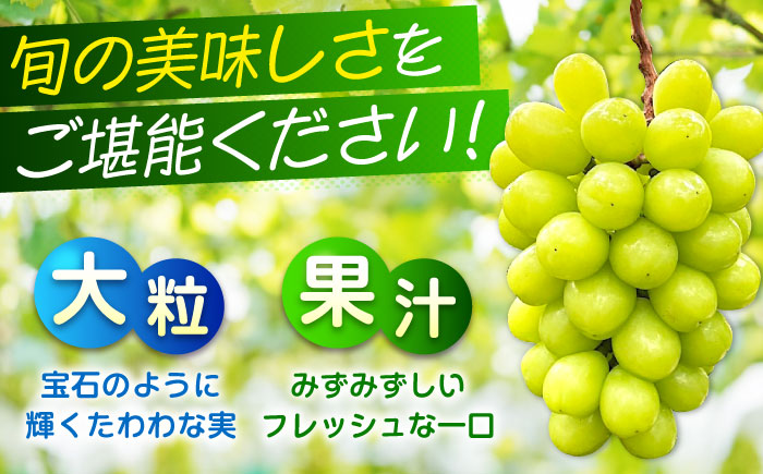 数量限定/9月上旬～9月下旬頃発送 沼隈ぶどう「シャインマスカット」 約2kg×2(8～10房) 広島県福山市/福山市農業協同組合　沼隈グリーンセンター ぶどう ブドウ 葡萄 種なし 大粒 マスカット