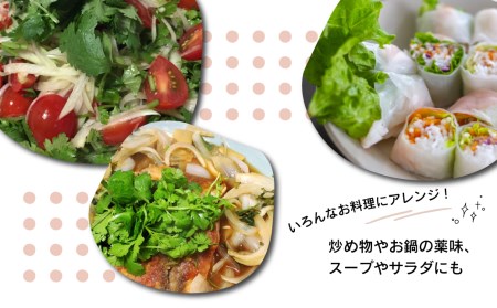 西条名水育ちの山盛り生パクチー1.5kg