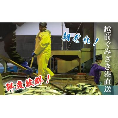 ふるさと納税 福井市 大将におまかせ!朝どれサクどり鮮魚6〜7人前 【4月〜10月発送】 |  | 03