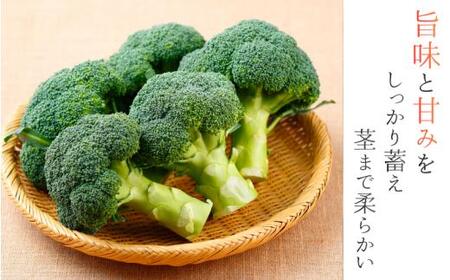 奈良県葛城産 ブロッコリー 約2kg 【2025年11月上旬～5月下旬順次発送】 葛城市【smlk068】