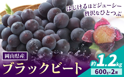 【2026年先行予約】岡山県産 ぶどう ブラックビート 計 1.2kg 2房 株式会社 はちや《2026年8月上旬-9月上旬頃出荷》岡山 国産 葡萄 フルーツ 果物 岡山県 浅口市 フルーツ 果物【配送不可地域あり】
