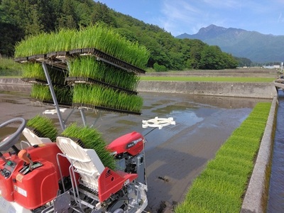 【令和7年産】《米冠位受賞》［自然農法］武川米　こしひかり　玄米 5kg　コシヒカリ お米 自然農法 農薬・化学肥料不使用 お弁当 おにぎり 山梨県 北杜市 [h360]