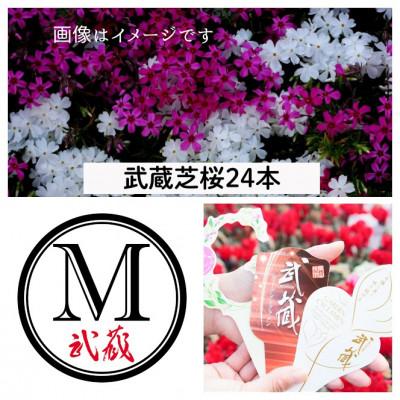 ふるさと納税 美作市 武蔵シバザクラセット