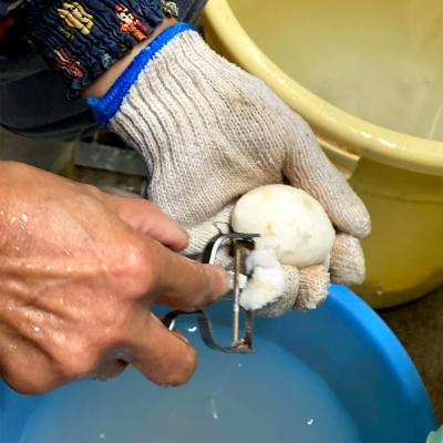 ふるさと納税 津和野町 日本三大芋煮の里、津和野の大地で育てた泥付き里芋850g×2袋 |  | 03