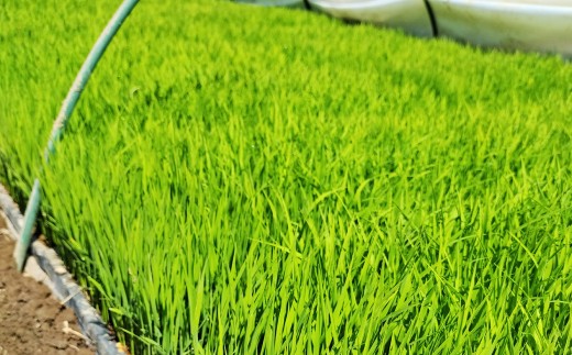 米 新米 コシヒカリ 5kg R8年産 11月以降順次発送 | 米 新米 こしひかり コシヒカリ お米 穀物 農産物 ご飯 ごはん 主食 健康 ヘルシー 地元産 和食 安全 安心 健康 ギフト 贈り物 米 おいしい お米 こめ おこめ こしひかり 白米 精米 国産 ごはん ご飯 白飯 ゴハン おすすめ ふるさと TKG 卵かけご飯 おにぎり おむすび うめ 鮭 海苔 埼玉県 久喜市
