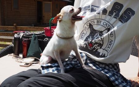 【愛犬と宿泊】 グランピング DOG PALACE camp village 宿泊利用券3000円分 /  旅行 宿泊 リラックス  和歌山 田辺市 熊野古道【dpc001】