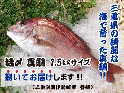 （冷蔵） 真鯛 捌いてお届け （ 三枚おろし 皮付 ）／ マルカ水産 活〆 真空パック アラ お刺身 しゃぶしゃぶ お造り 煮物 お吸い物 縁起物 三重県 南伊勢町