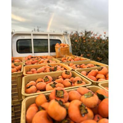 ふるさと納税 多気町 [令和8年度先行予約]優しい農園の次郎柿　10kg　家庭用 |  | 01