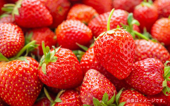 【1週間以内発送/限定数量】【家庭用に最適】長崎いちご「ゆめのか」M〜Lサイズ 約250g×4パック 合計1000g /苺 イチゴ フルーツ デザート ジューシー 食卓 おやつ 1kg 4P /諫早市