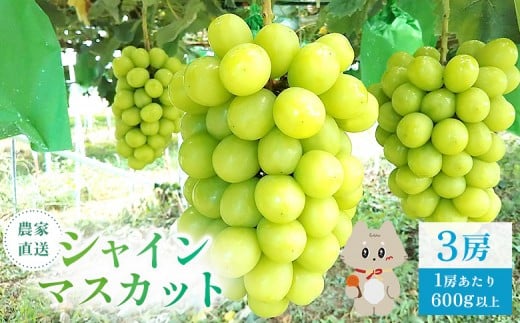 《2025年10月上旬～11月下旬出荷》 宮城県丸森町産 シャインマスカット　3房(1房 600g以上)|宮城県 宮城 丸森町 丸森 シャインマスカット ぶどう ブドウ 葡萄 600g以上 3房 フル