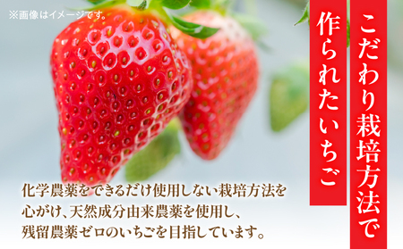 【期間・数量限定】ひなたいちご園【ひなた姫】いちご 500g（250g×2P） 苺 旬 フルーツ