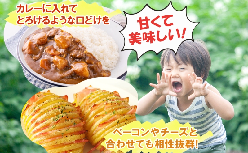 とうや 10kg 2025年9月上旬～12月中旬までお届け ジャガイモ 芋 甘い ホクホク なめらか ポテト カレー 調理 料理 煮込み料理 旬 野菜 お取り寄せ 北海道 洞爺湖町