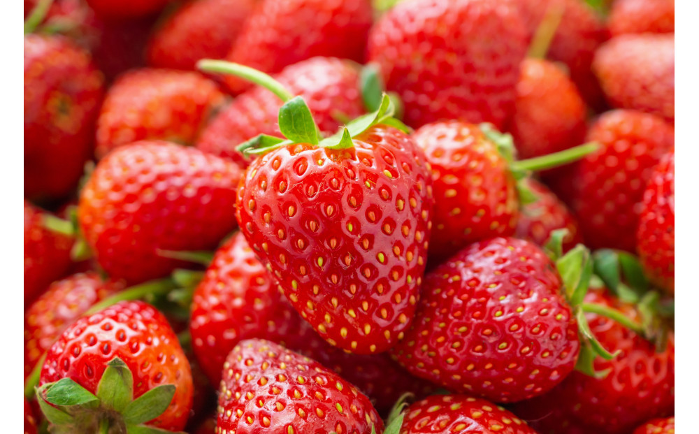 こだわり栽培　いちご　おいCベリー　【2025年12月～2026年4月末までお届け】 232238_DS002