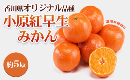 香川県オリジナル品種 小原紅早生みかん 約5kg