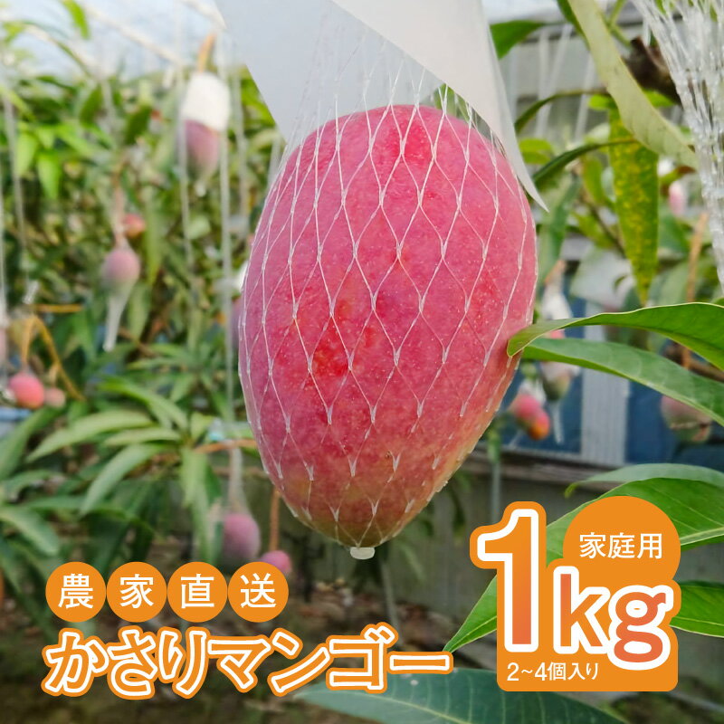 【ふるさと納税】【2025年先行予約】 奄美産 かさりマンゴー 家庭用 1kg マンゴー 完熟 フルーツ 果物 トロピカル 甘い 先行 予約 受付 期間 数量 限定 デザート 美味しい 濃厚 ジューシー HARANAGA-FARM ふるさと納税 鹿児島 奄美市 おすすめ ランキング プレゼント ギフト