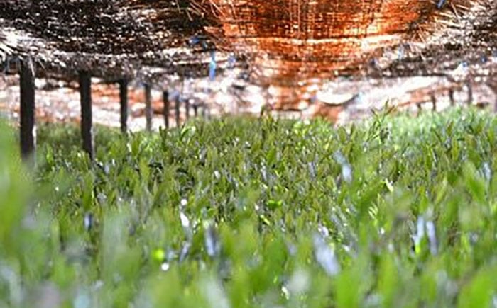 緑茶 茶葉 人気 八女茶 福岡