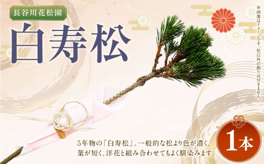 【2025年10月上旬～2026年3月下旬迄発送予定】白寿松 1本 寿松 松 5年物 ハウス栽培 お正月 お祝い 引き出物 御中元 プレゼント