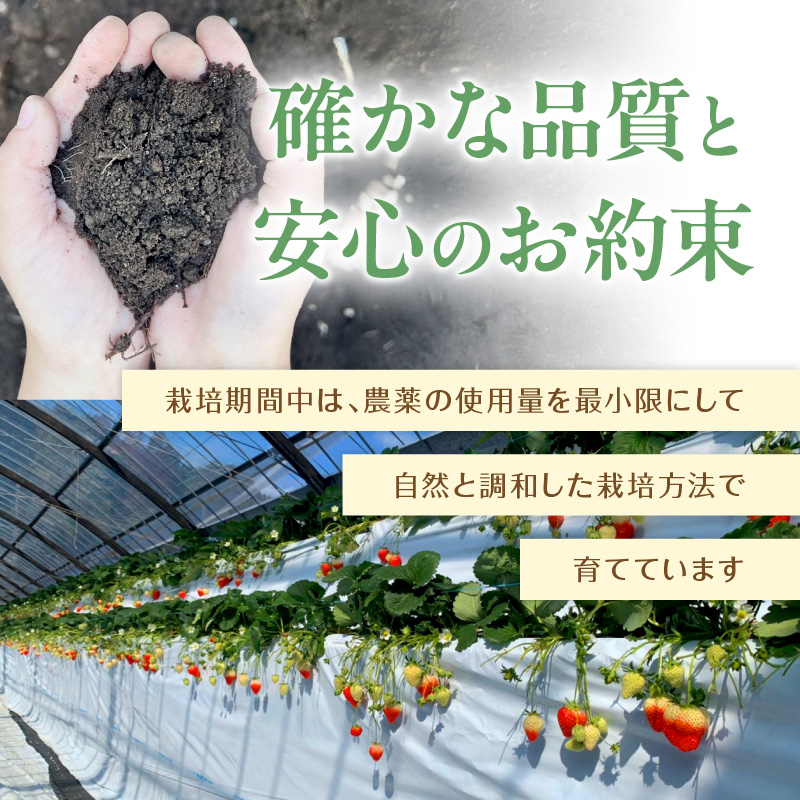 こだわり苺　品種お任せ小箱8粒～10粒×2パック(4月発送)( いちご 苺 イチゴ 紅ほっぺ かおり野 さがほのか 恋みのり 果物 フルーツ フルーツサンド ケーキ )【B0-176_04】