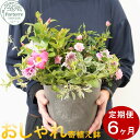 【ふるさと納税】【定期便 6ヶ月】花 季節の寄せ鉢 寄せ植え 鉢植え パルテール便り付き お祝い 記念日 贈り物 プレゼント 花工房 パルテール