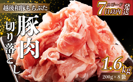 豚  和豚 もちぶた きりおとし  1.6kg 【スピード発送】　　[切落し 切り落し きりおとし 国産 豚肉 ］ katayama004
