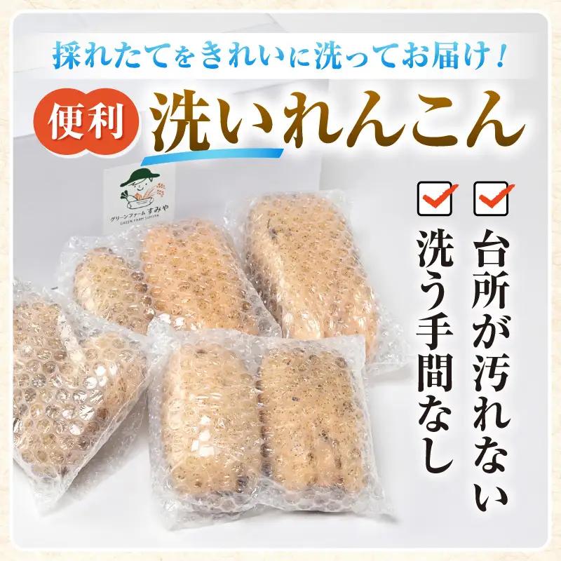 【先行予約】洗いれんこん2kg《発送直前に収穫してお届け！》 シャキっとした歯触り！ ／ 有機肥料 低農薬 蓮根 レンコン 野菜 根菜 正月【2026年11月中旬以降順次発送予定】 [aw056-a0