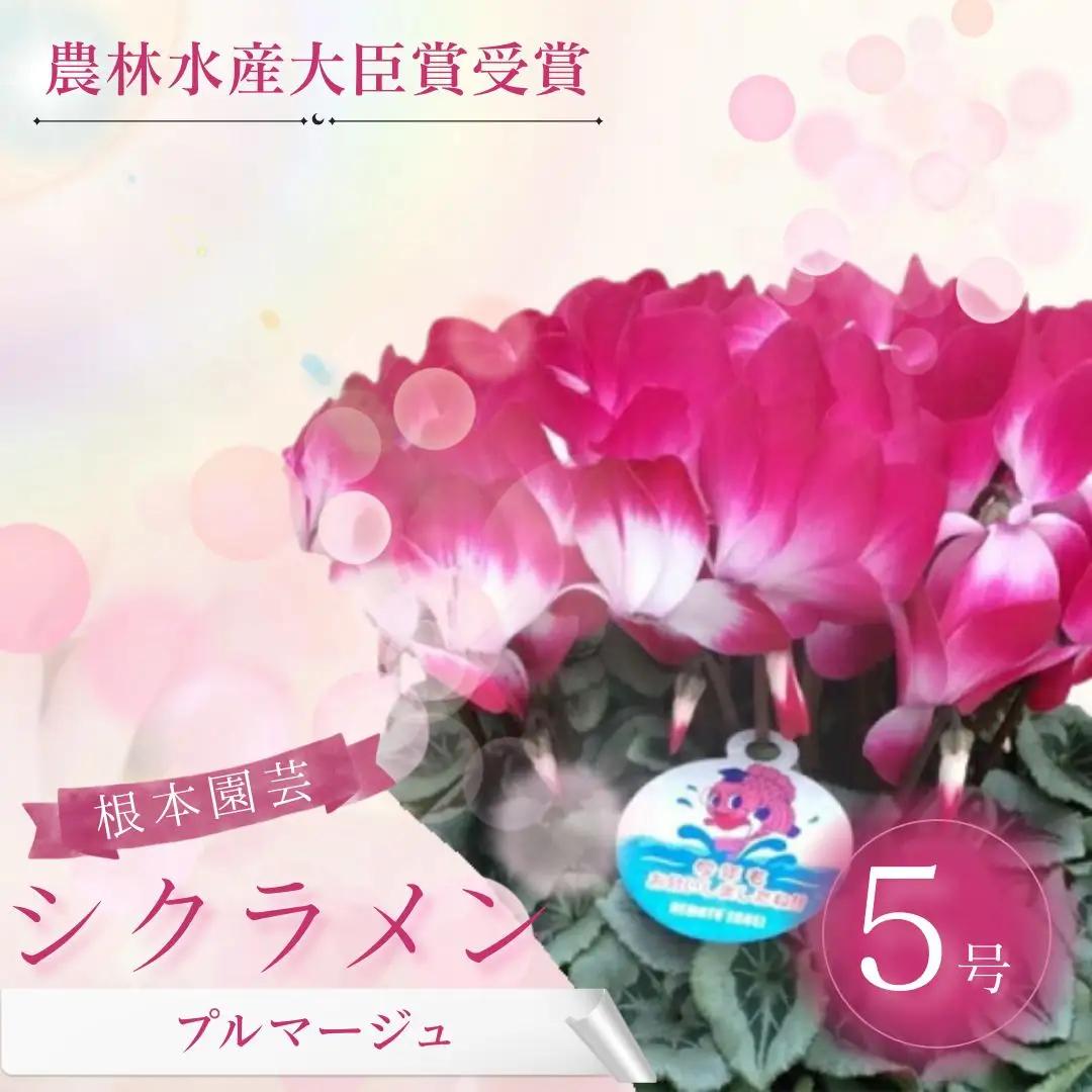 先行予約 シクラメン プルマージュ 5号鉢 花ギフト 根本園芸 | シクラメン 農林水産大臣賞