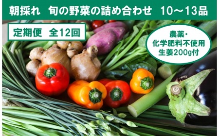 【全12回定期便】栽培期間中に農薬不使用の生姜200gとの野菜詰め合わせ10〜13品目 高知県土佐市 【株式会社SIMA】 [BQAZ008]