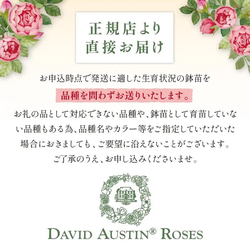 【 イングリッシュローズ 】 デビッド・オースチン つるバラ鉢苗（バラ専用肥料付） 花 バラ 薔薇 ばら インテリア ガーデニング フラワー つるバラ鉢苗 鉢苗 植物 薔薇苗 フラワー 初心者【025