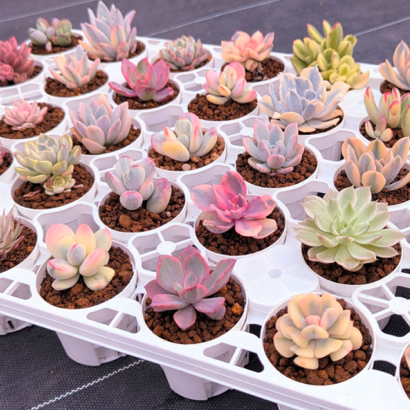 【ふるさと納税】多肉植物ポット苗 選べるセット