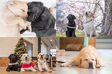 【返礼品相当額で盲導犬の育成を支援】支援額3,000円（記念品なし）寄附のみ 返礼品なし 盲導犬