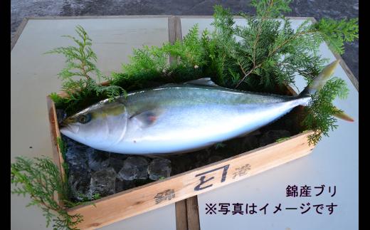 錦漁港に水揚げされるブリ