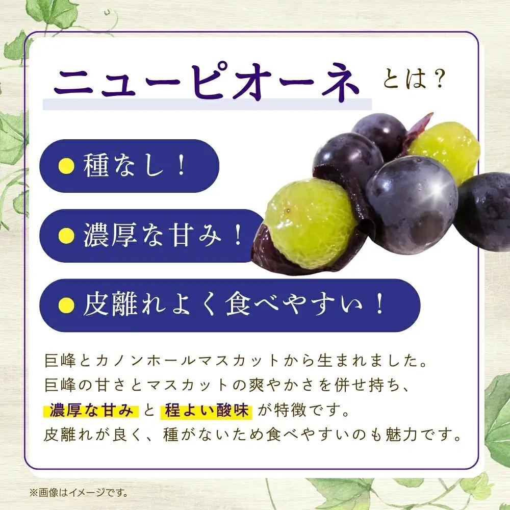 岡山産ニューピオーネ 約2kg（3～4房） 種無し 除草剤不使用 ピオーネ 【hana006-03】