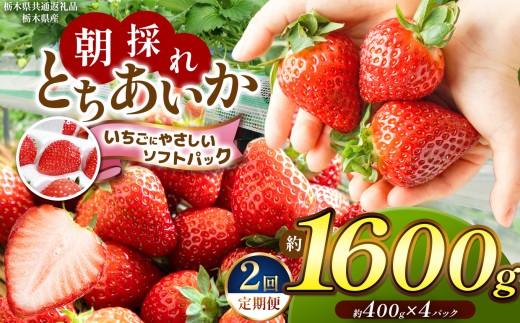 【先行予約】【定期2回】【栃木県共通返礼品】朝採れいちご とちあいか 約400g×4P 【いちごに優しいソフトパックでお届け】| いちご とちあいか 朝採れ たっぷり 大粒 新鮮 甘い 美味しい 果物 デザート 栃木県 那珂川町 送料無料