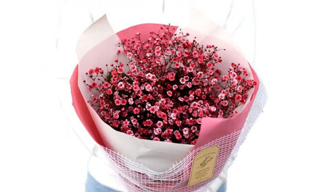 チェリーかすみの花束 かすみ草 カスミソウ 花束 花 誕生日 成人式 卒業祝い 初節句 ひな祭り バレンタイン お返し 結婚 ウエディング 送別 祝い プレゼント 結婚祝い お礼 花束 赤いかすみ草 