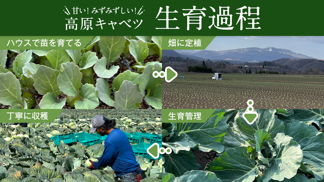 【7月上旬以降発送開始】 嬬恋キャベツ 嬬恋産 高原キャベツ3玉1ケース  先行予約 2025年発送 旬の野菜 きゃべつ 産地直送 群馬 お取り寄せ 野菜 セット Lサイズ [AS010tu]