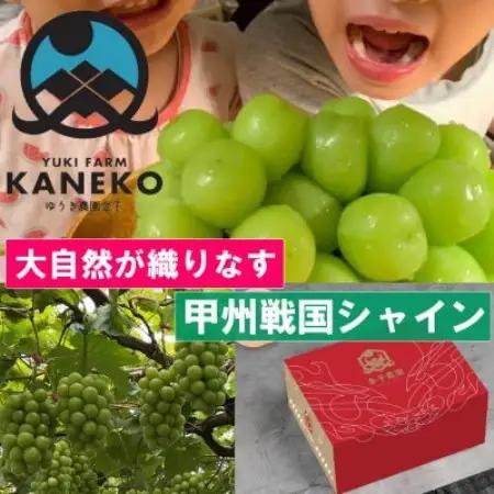 【本場山梨の旬を心ゆくまで堪能】甲州戦国シャインマスカット 約2kg 9月中旬発送予定【配送不可地域：離島】【1748242】