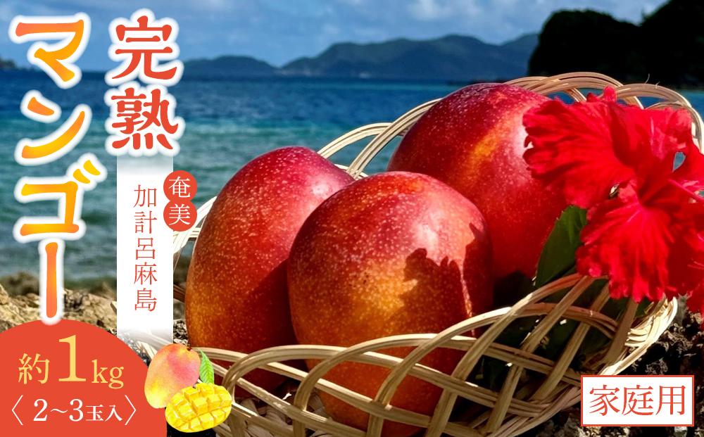 【2025年先行予約】奄美 加計呂麻島 完熟マンゴー 家庭用 約1kg（2～3玉入り）化粧箱