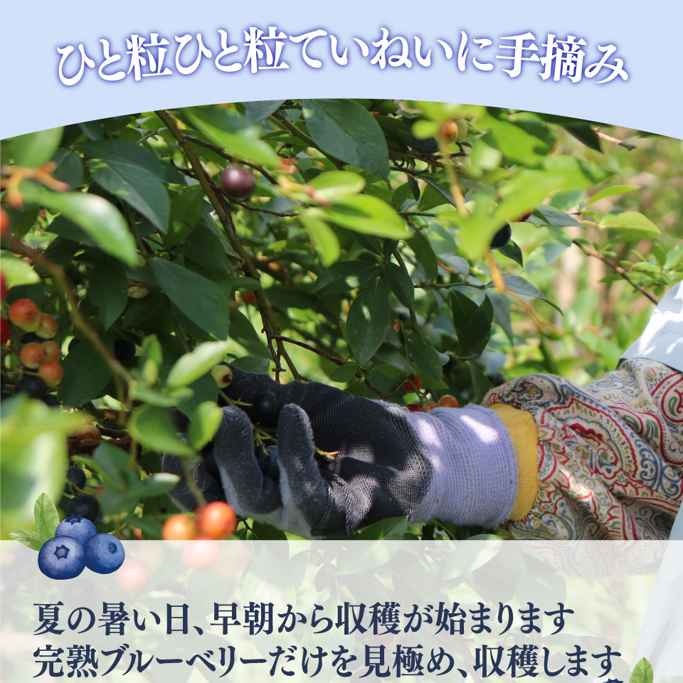 【ブルーベリー（冷凍）3kg】　高知県 佐川町 果物 フルーツ 国産 冷凍ブルーベリー 常備果物　＜発送まで最大で４～６ヶ月程度お待たせする事があります（申込状況により遅れる場合があります）＞