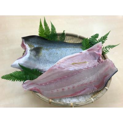 ふるさと納税 和歌山市 養殖カンパチ　カマ付きフィレ【カマ付き・皮付き3枚下し】