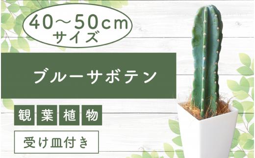 【観葉植物】ブルーサボテン40cm～50cmプラスチック鉢(Green Base/014-1475) 南国鹿児島県で育った 観葉植物！植物 鉢付 インテリア 室内 オフィス おしゃれ プレゼント ギフト 開店祝い 移転祝い マイナスイオン【配送不可地域：北海道・沖縄県・離島】