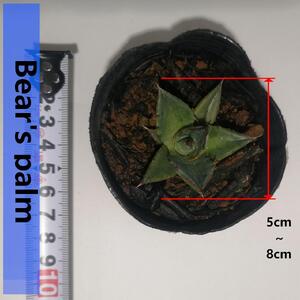 アガベ ホリダ　Agave horrida ssp. horrida_栃木県大田原市生産品_Bear‘s palm