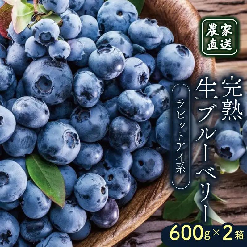 【先行予約】完熟生ブルーベリー ラビットアイ系 1200g (2027年発送) | フルーツ 果物 ベリー