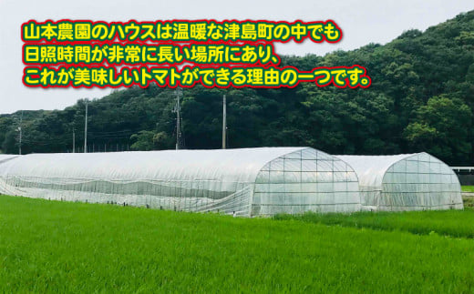 予約受付 トマト ２種類 セット 桃太郎 千果 山本農園 3月末より発送 野菜 とまと  ミニトマト プチトマト リコピン サラダ 食べ比べ 国産 愛媛 宇和島 F012-128001