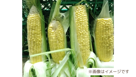 とうもろこし おおもの 6kg 訳あり 農家直送 朝採り【 先行予約2026年7月中旬発送】
