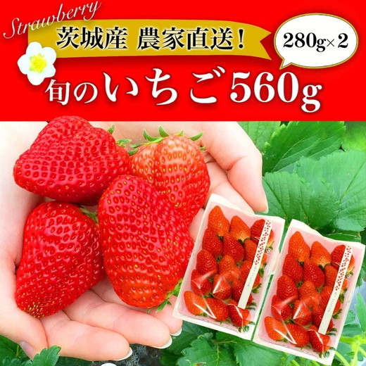 摘みたて！旬のいちご560g（280g×2）※北海道・沖縄・離島への配送不可 ※2026年3月上旬～4月上旬頃に順次発送予定| いちご 苺 イチゴ 560グラム 2パック フルーツ 小分け おいしい いばらキッス 紅ほっぺ よつぼし 恋みのり 取り寄せ お取り寄せ ギフト 贈答 贈り物 プレゼント 茨城県 古河市 直送 農家直送 産地直送 送料無料_BI10