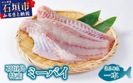 石垣島特産ミーバイ（ヤイトハタ）丸ごと1本 KS-13